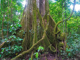 Huge Butress Roots of Lowland Amazon tree