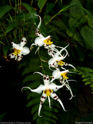 Orchids in the Choco-Andes Cloud Forest