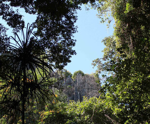 Hidden forests of the Bemaraha Tsingy