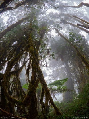 Neblina Reserve - Part of the Rainforest Concern Choco-Andean Rainforest Corridor photo: Ralph Pannell (Aqua-Firma)