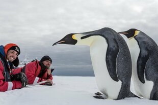 Emperor Penguin Pair