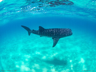 Whale Shark over Shallow Sand Bank in Tanzania