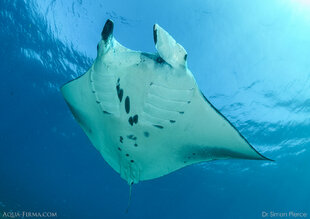 Reef Manta Ray at a cleaning station in Komodo - photo by Dr Simon Pierce