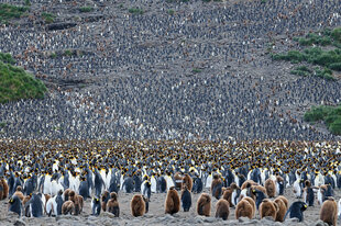 King Penguin Colony in Salisbury Plain