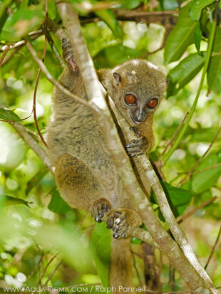 Nosy Be or Grey-backed Sportif Lemur