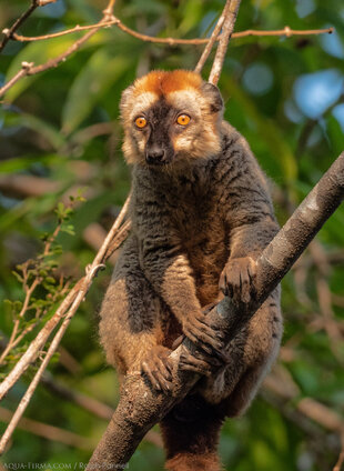 Red-fronted Brown Lemur Madagascar Tsingy de Bemaraha