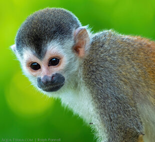 Squirrel monkey Costa Rica