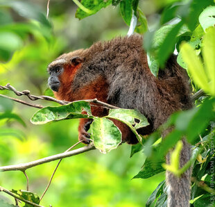 Dusky Titi Monkey in Amazonian Ecuador Photo by Aqua-Firma Ralph Pannell