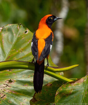 Orange-backed Troupial - one of the Amazon's most striking birds