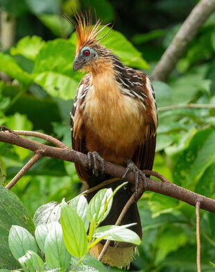 Hoatzin Amazon bird