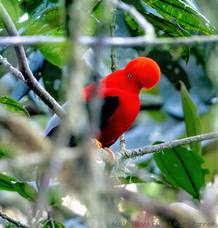 Cock-of-the-Rock in the Choco-Andean rainforest corridor - Ralph Pannell