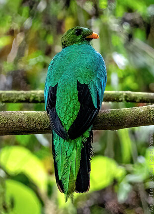 Female Golden-headed Quetzal in the Cloud Forest