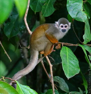 Ecuadorian Squirrel Monkey