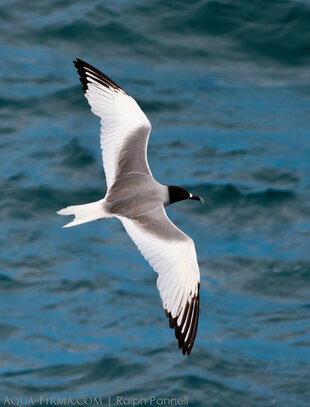 Swallow-tail Gull in flight off South Plaza Island