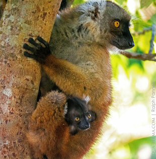 Black Lemur mother & baby close to the Sacred Forest