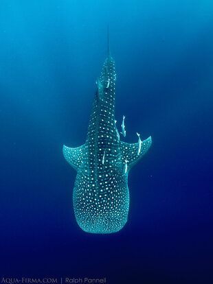 Whale-shark-into-the-blue-Aqua-Firma-Ralph-Pannell.jpg