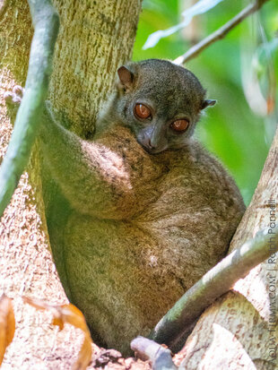 Nosy Be Sportive Lemur roosting in Madagascar's western-most rainforest