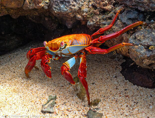 Sally Lightfoot Crab on Isabela Island, Galapagos - Ralph Pannell Aqua-Firma