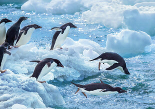 adelie-penguins-henseatic-inspiration-antarctica-cruise-duiken.jpg