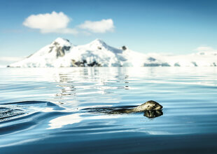Antarctica Seal