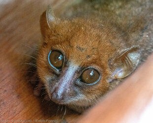 The Nosy Be, or Clare's Mouse Lemur