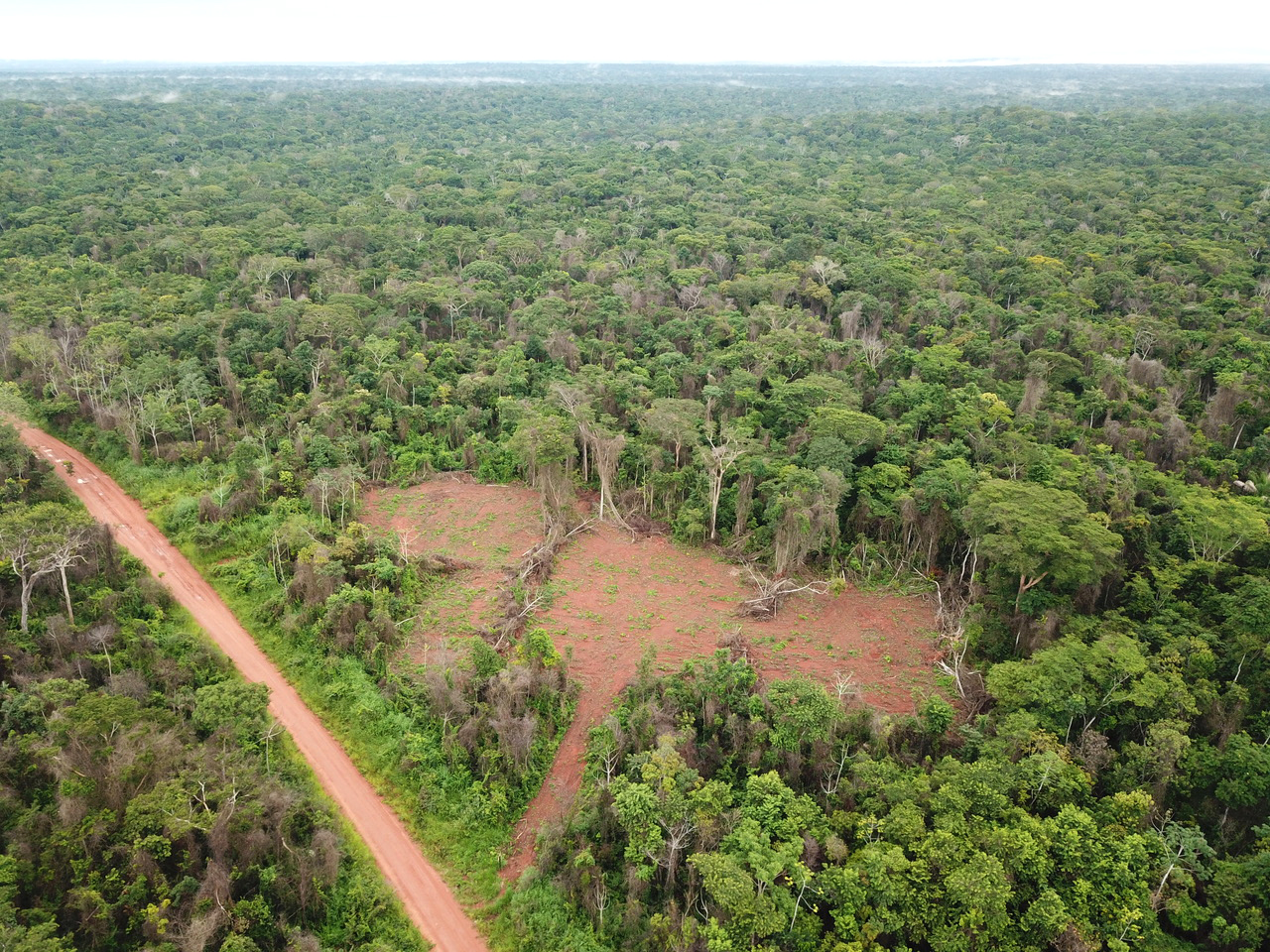 Bolivia Amazon rainforest logging