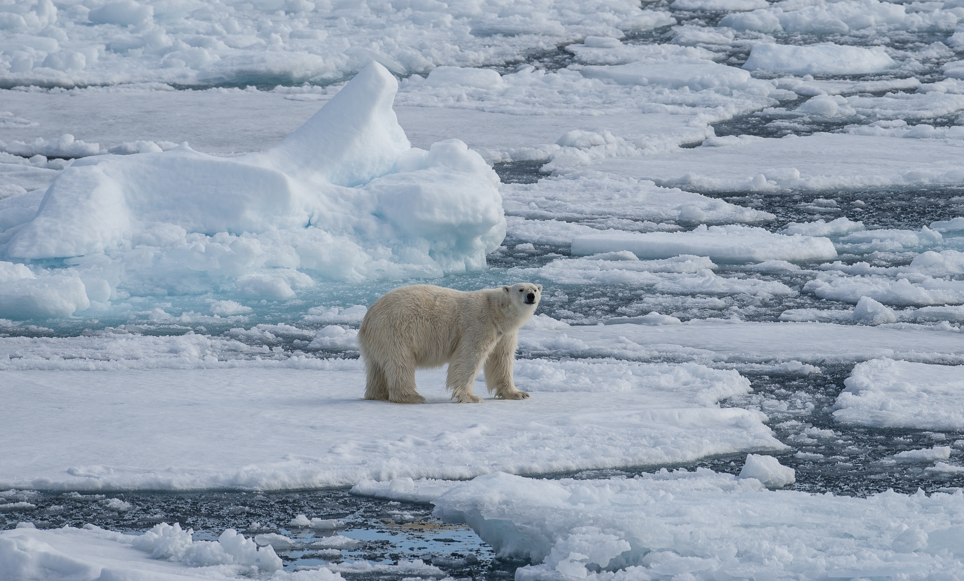 Polar Bear on Pack Ice - Peter & Beverly Pickford