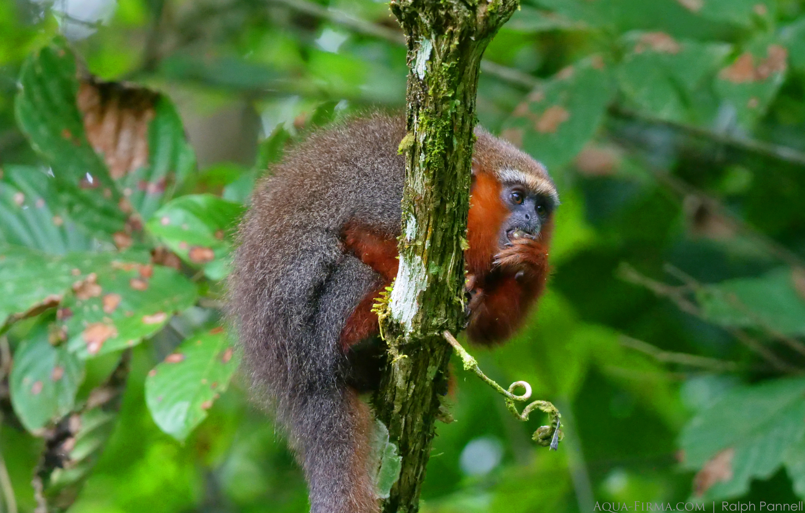Dusky Titi Monkey Ecuador Amazon kapawi