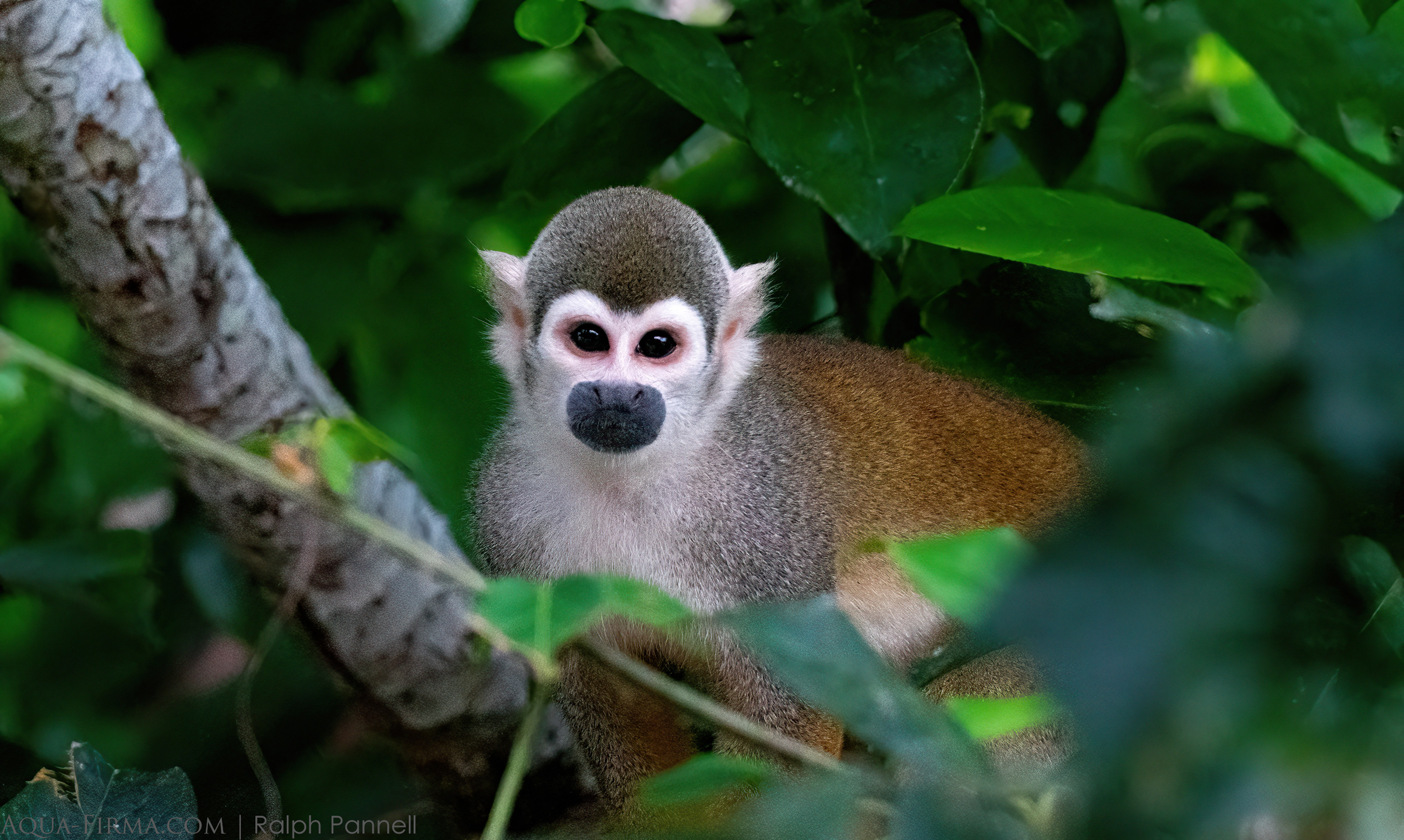 Ecuadorian Squirrel Monkey Amazon wildlife