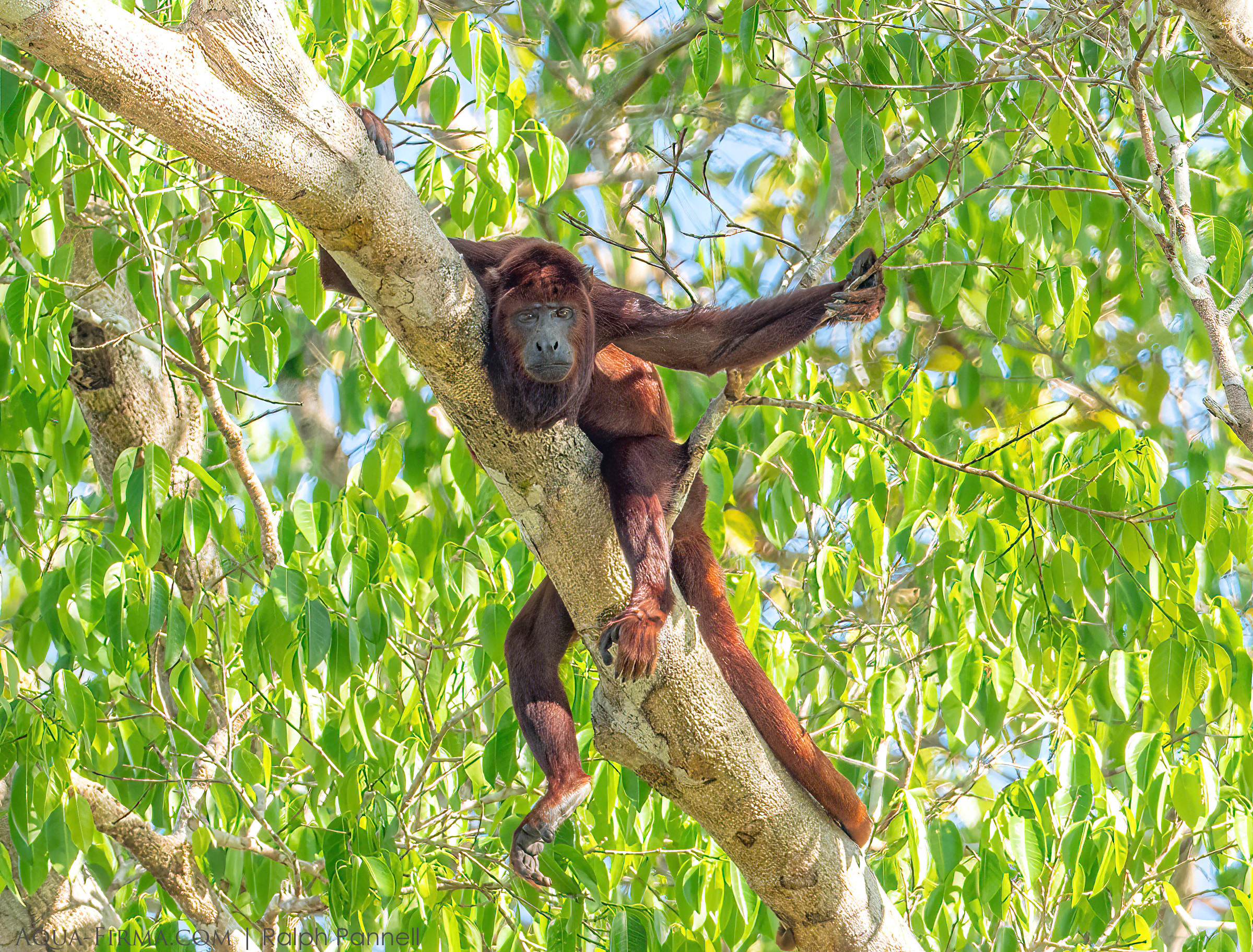 Red Howler Monkey Amazon Ecuador kapawi