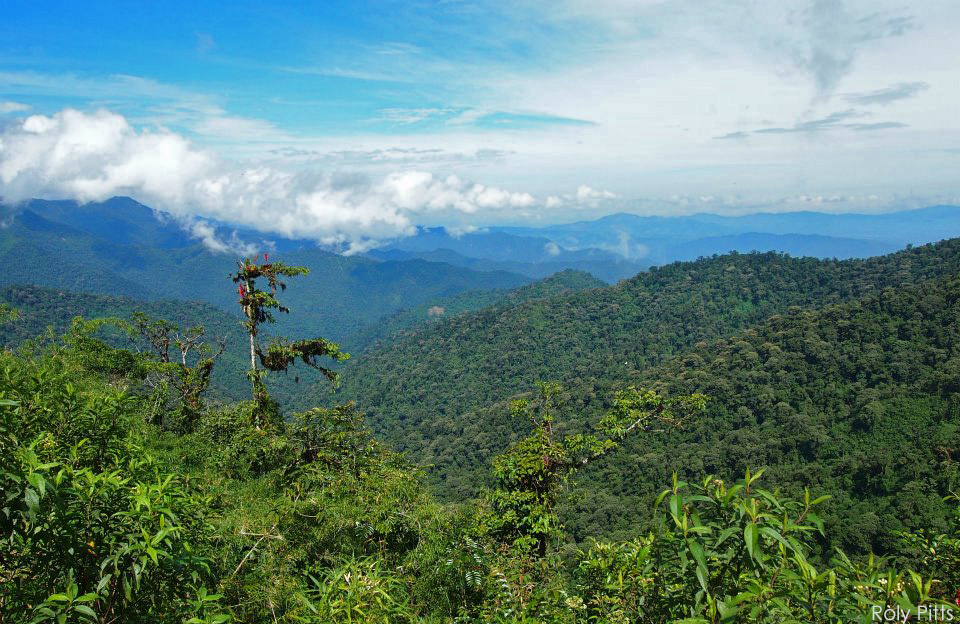 Ecuador Choco Andes Cloud Forests