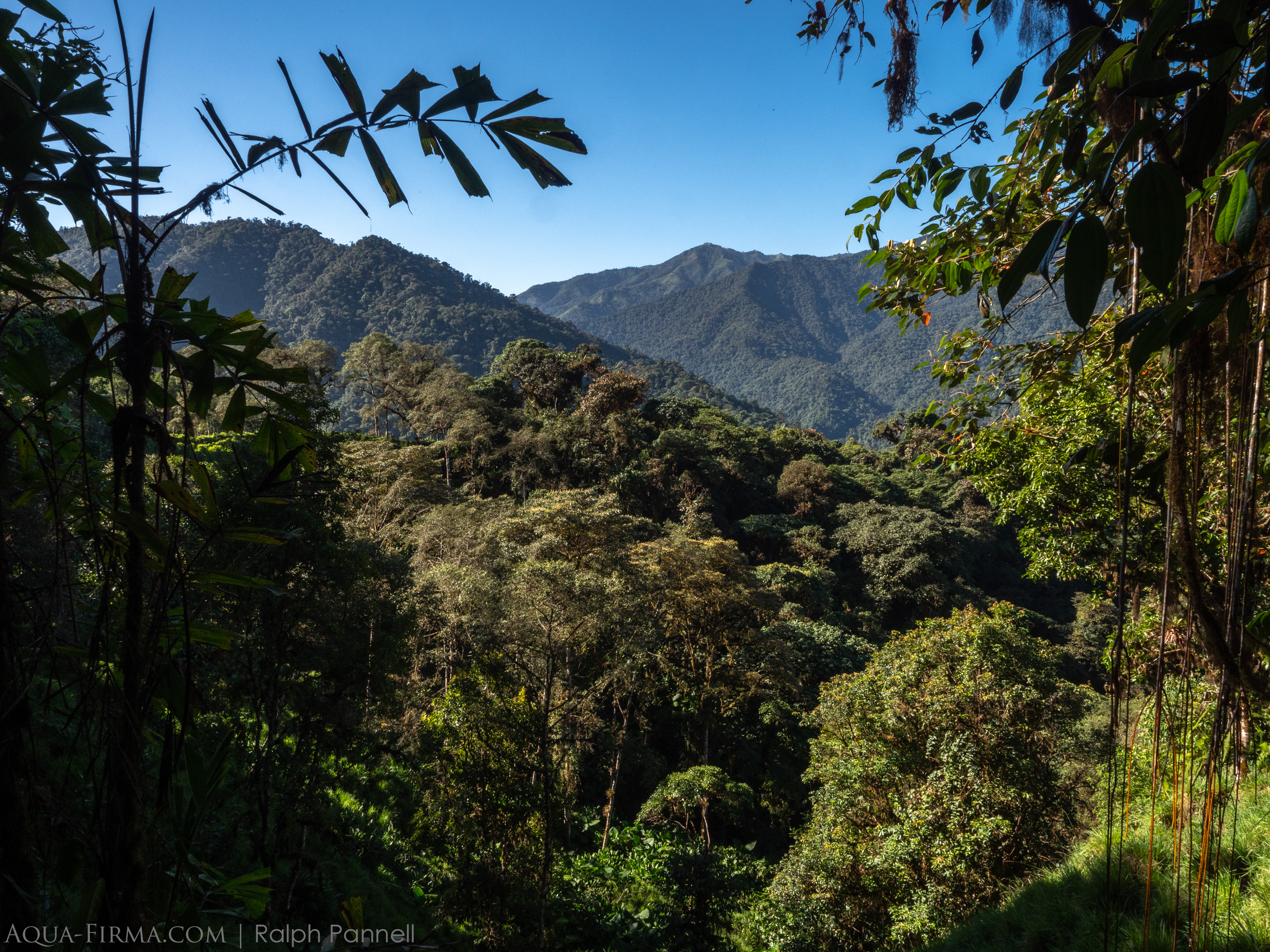 Choco-Andean Rainforest Corridor Rainforest Concern conservation