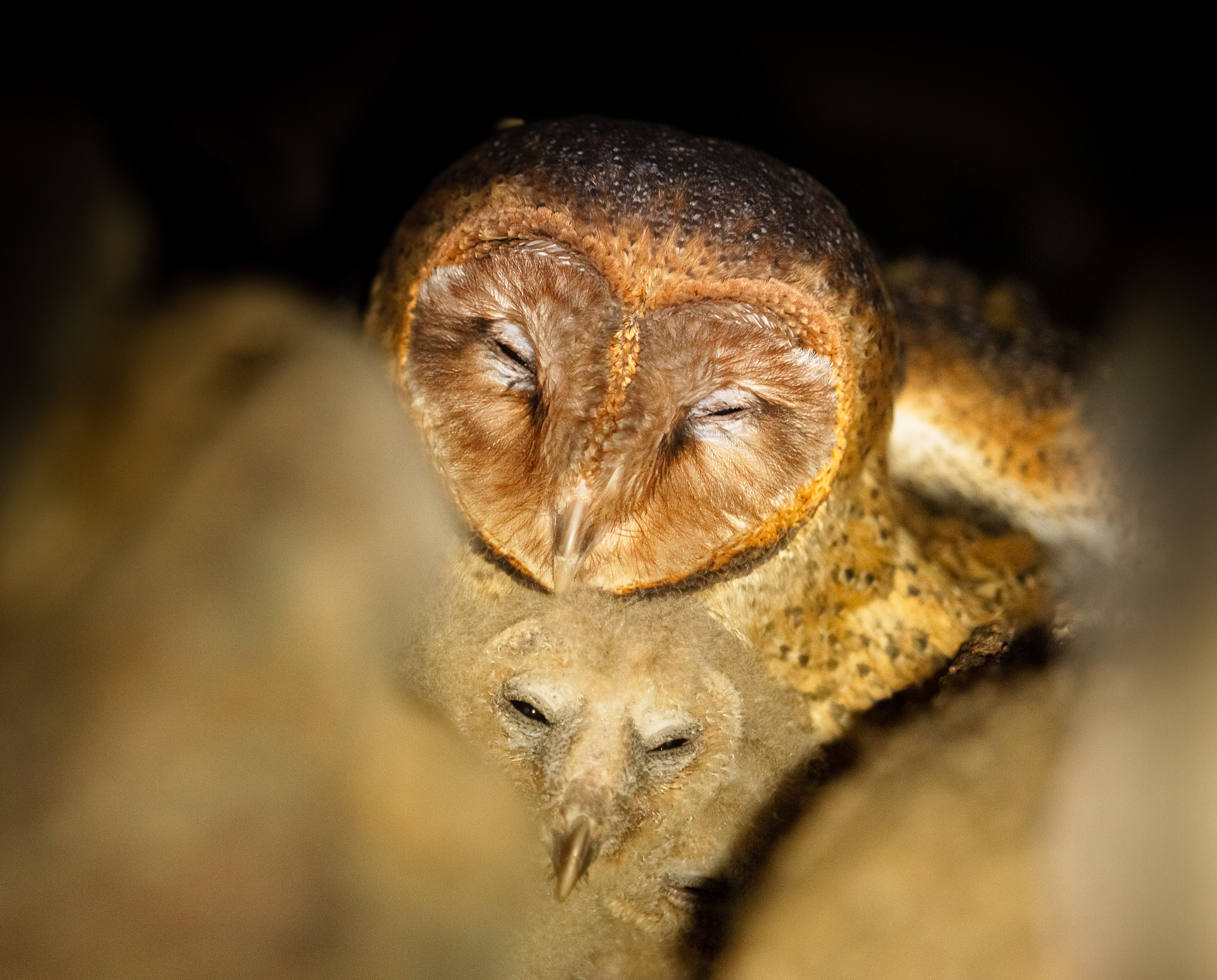 Galapagos Barn Owl Ian Henderson