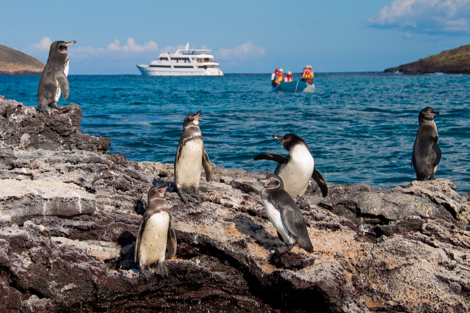 Galapagos Cruise Penguin Zodiac RIB Panga