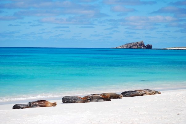 Galapagos Multisport holiday - Sealions on white sand beach
