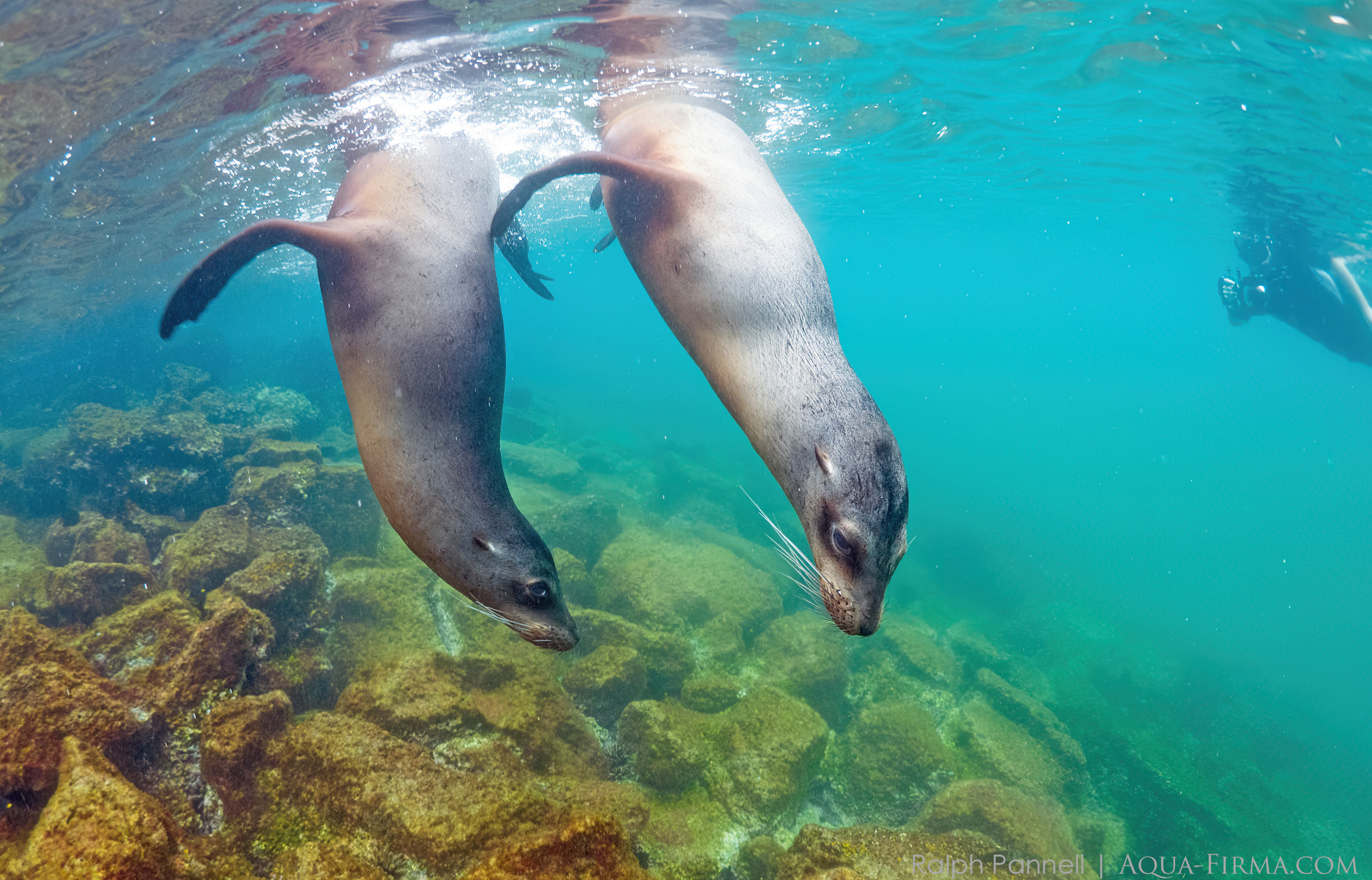 Galapagos Sealion pair underwater
