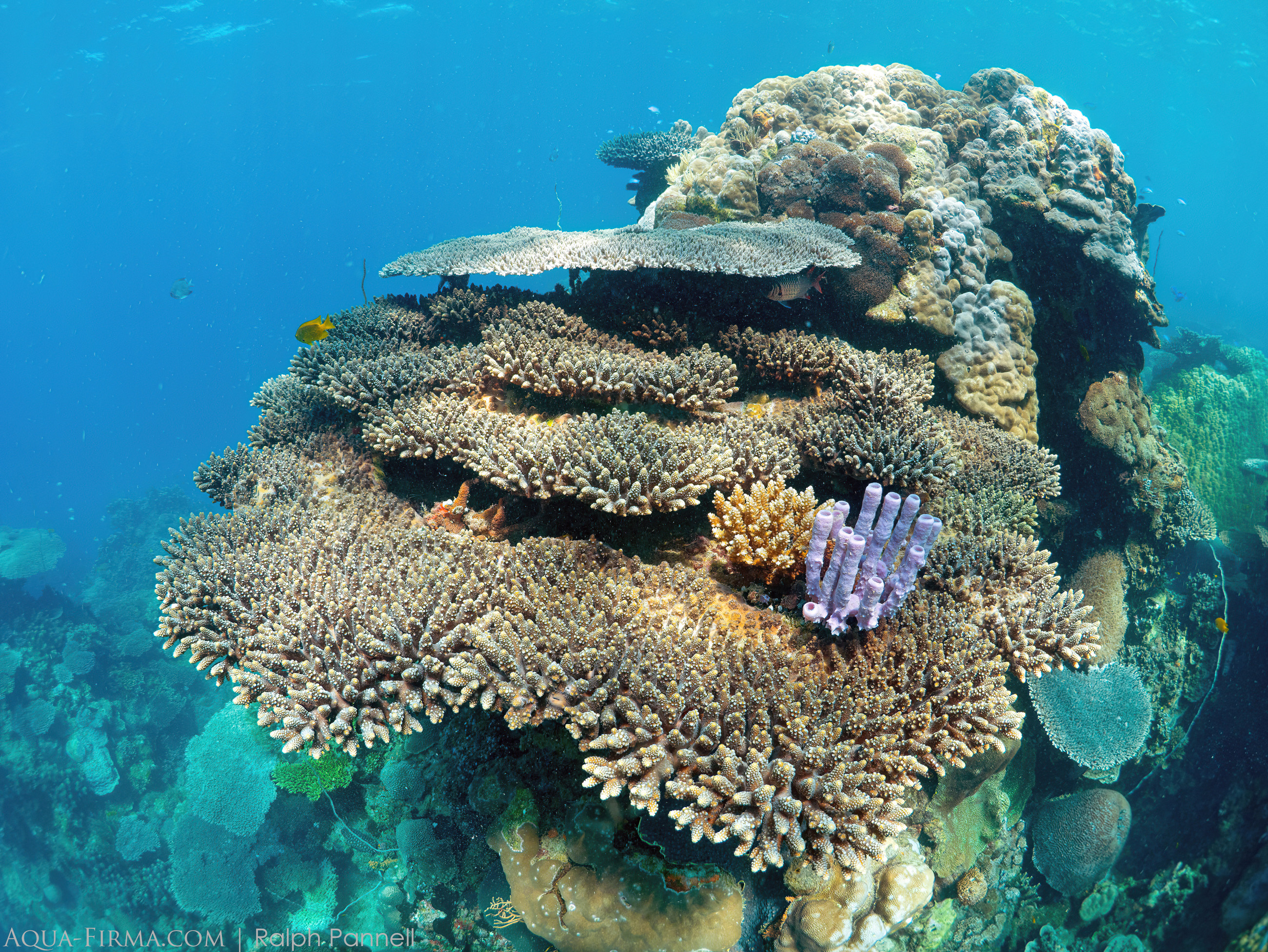 coral reef madagascar