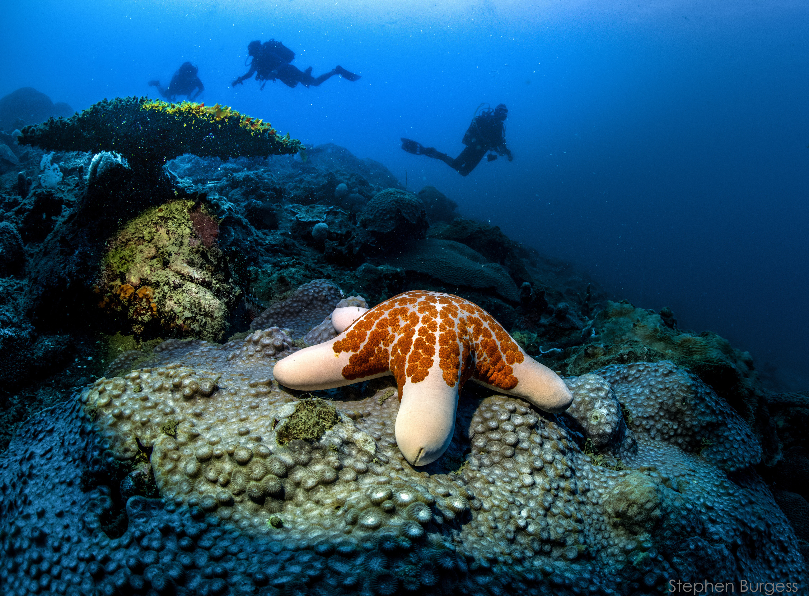 coral reef madagascar cushion star