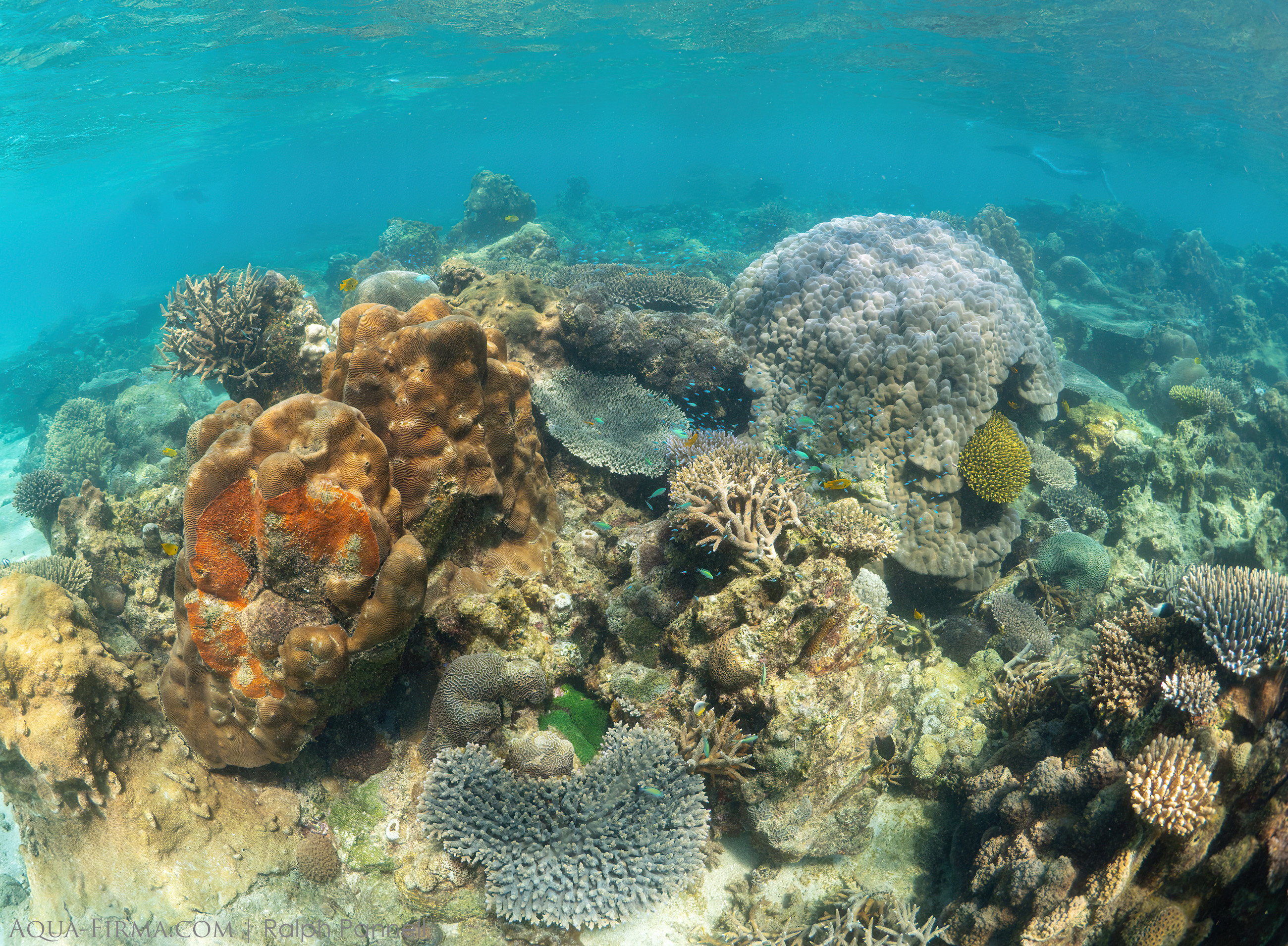 Madagascar coral reef