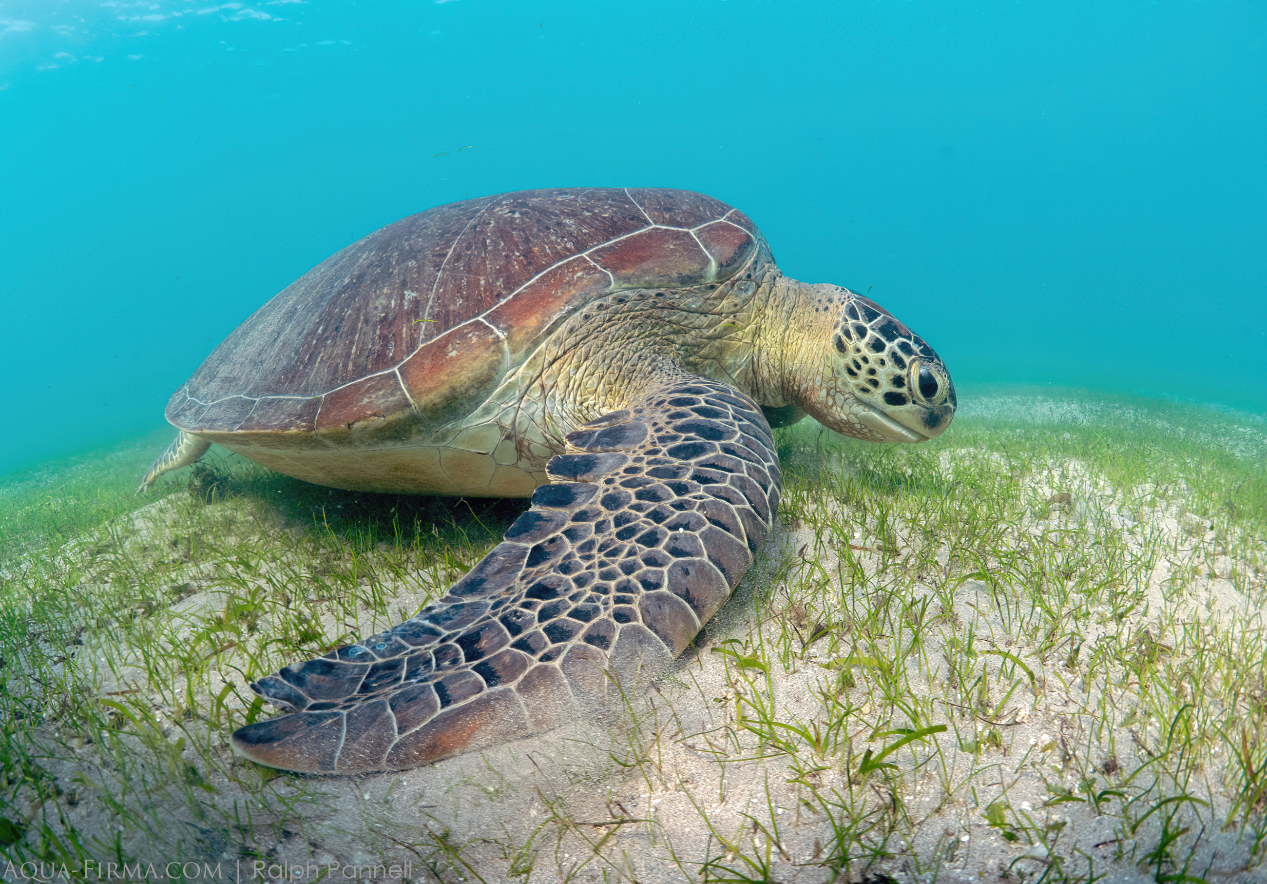 Green Turtle seagrass Madagascar