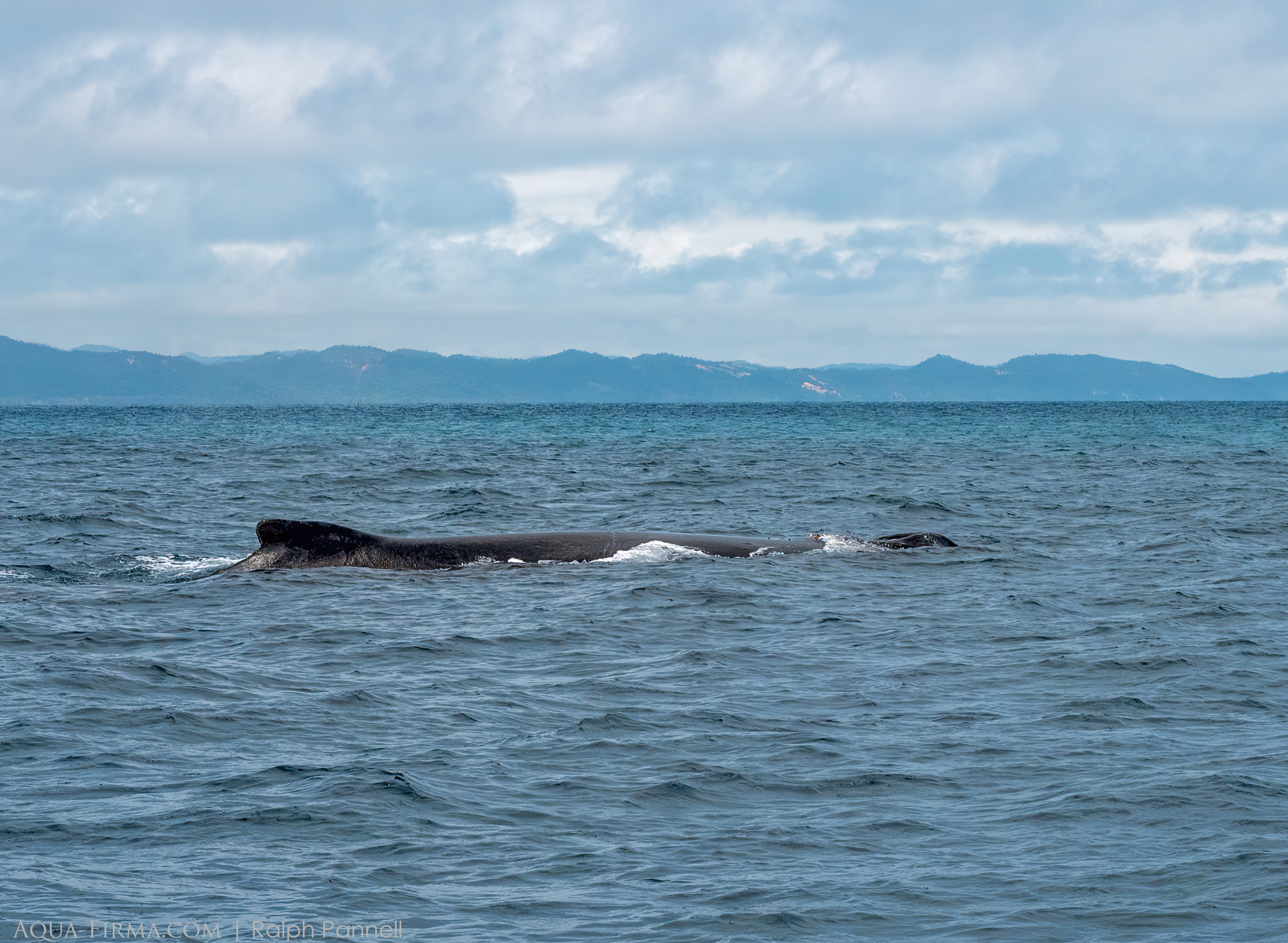 Humpback Whale Madagascar Nosy Be Iranja