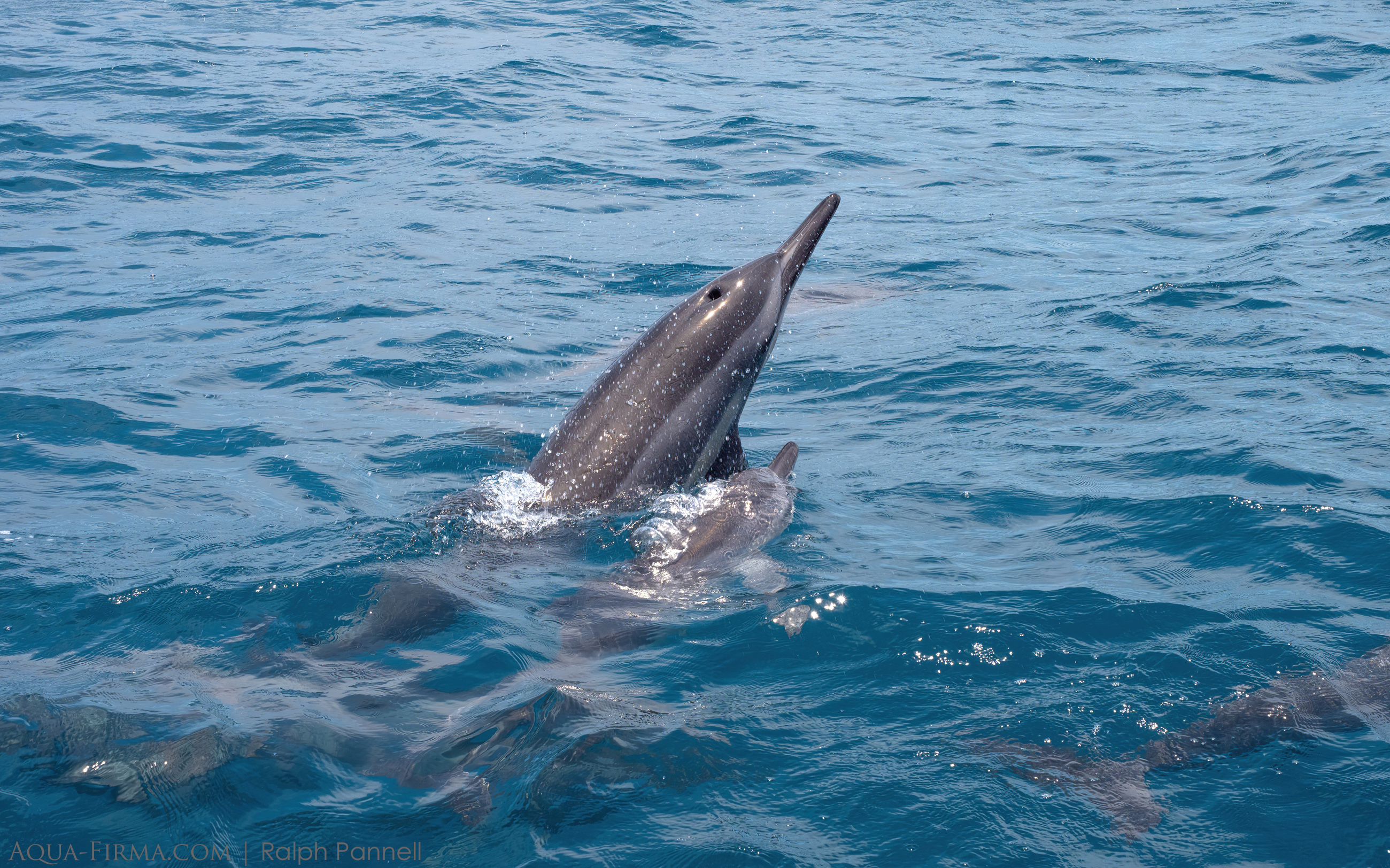 spinner dolphin madagascar