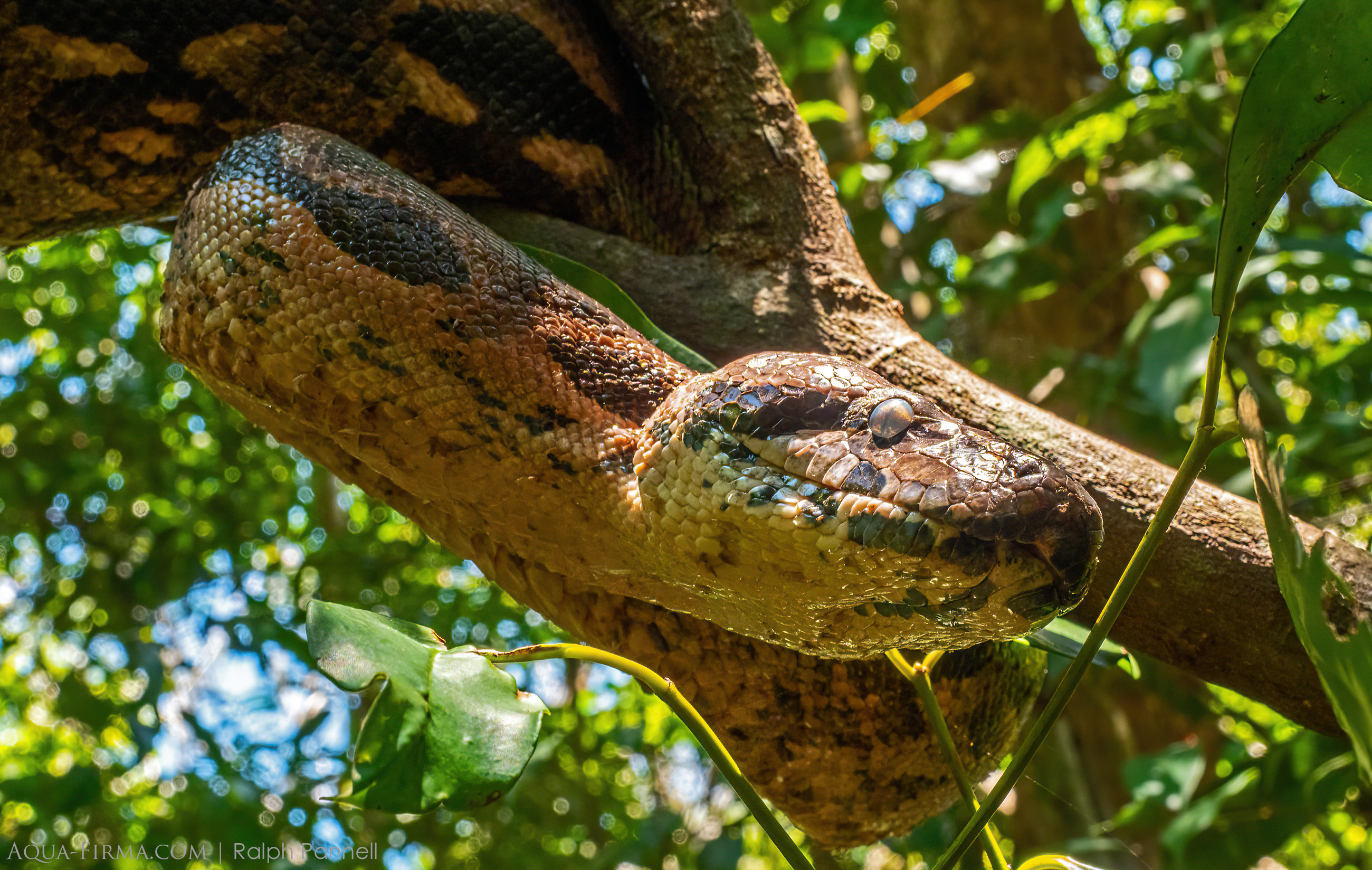 malagasy giant hognose snake madagascar