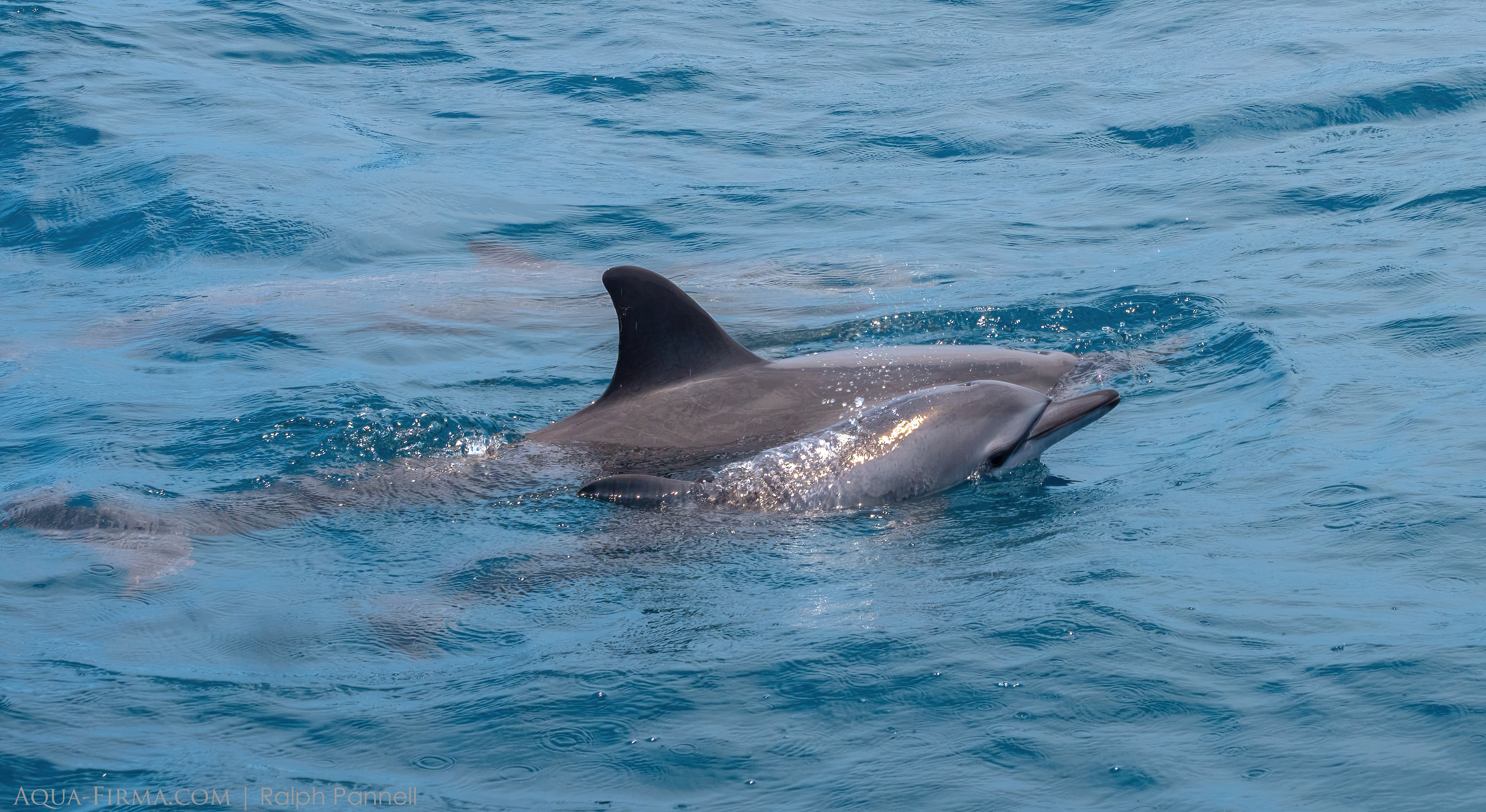 spinner dolphins madagascar