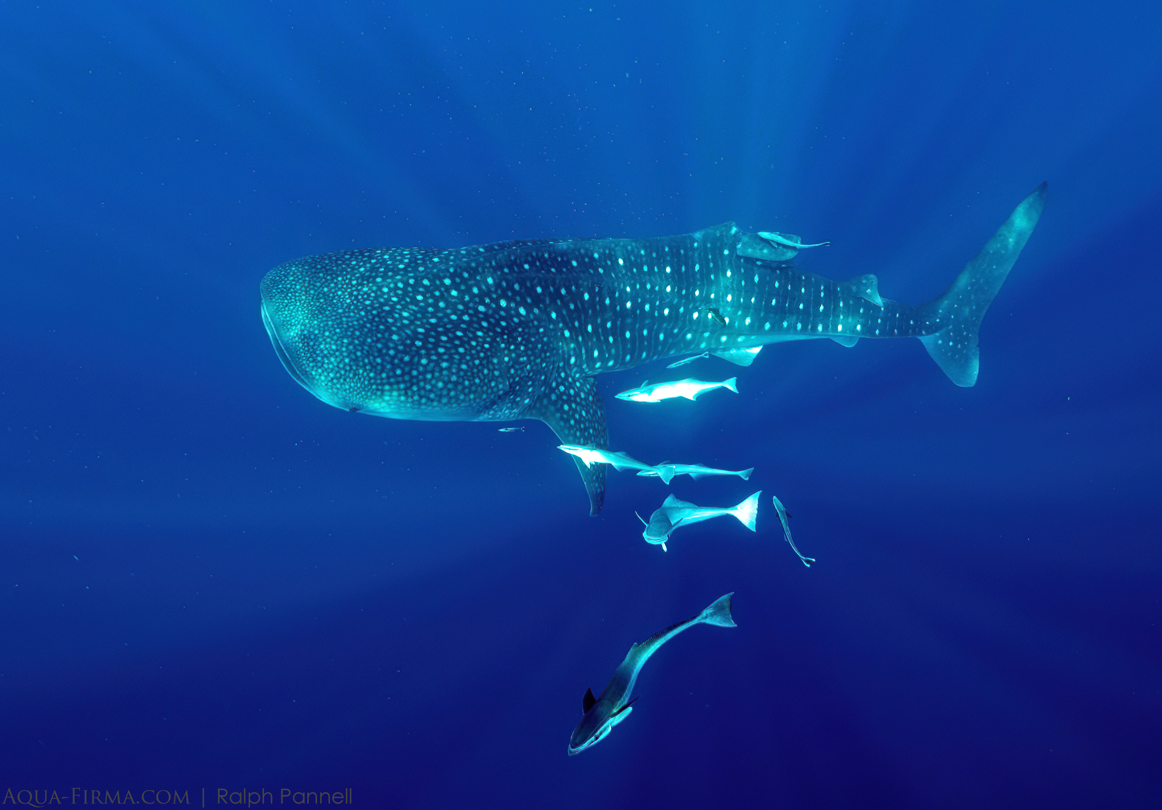 Whale Shark Nosy Be Madagascar