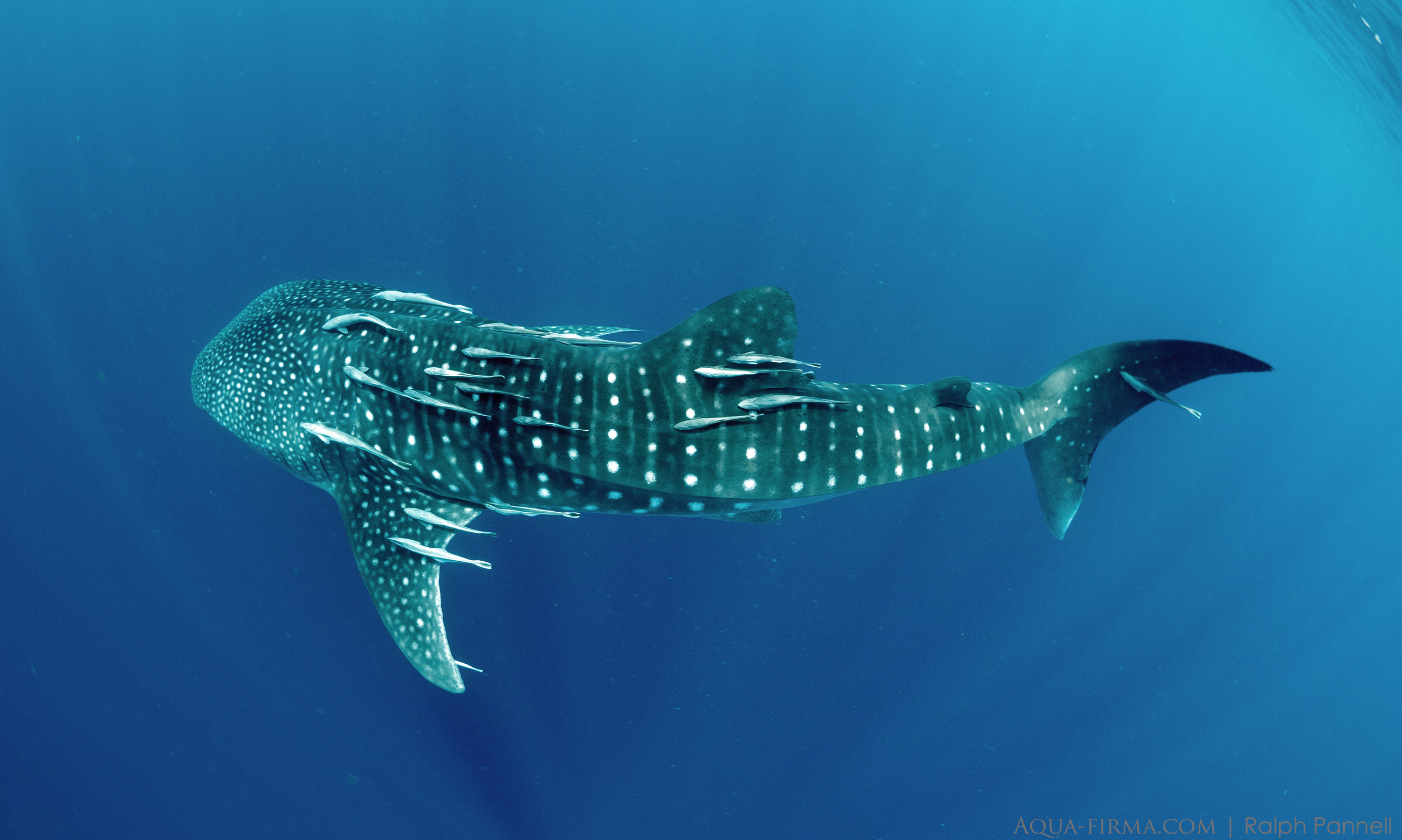Whale Shark Research Madagascar Nosy Be