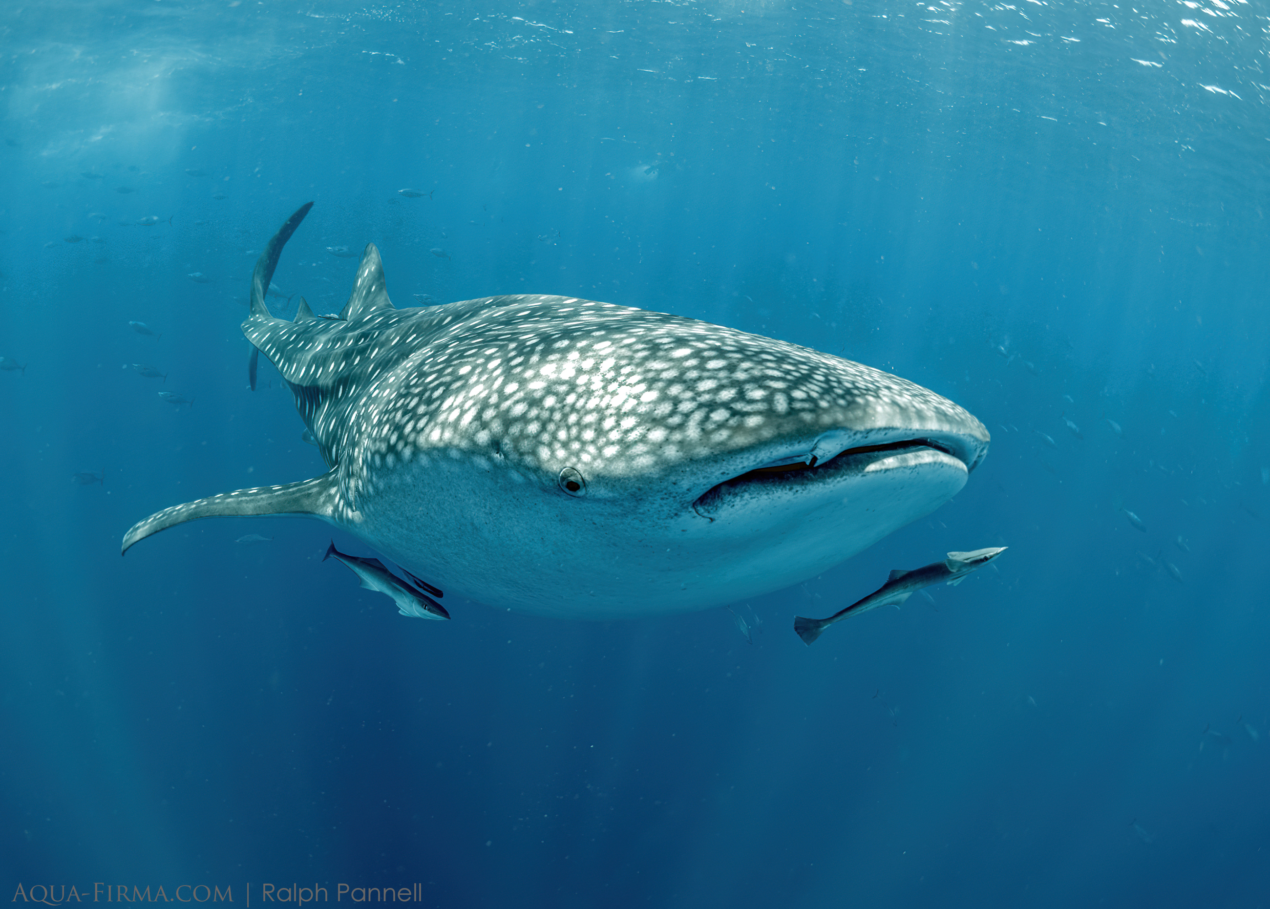 Whale Shark Madagascar Nosy Be snorkel