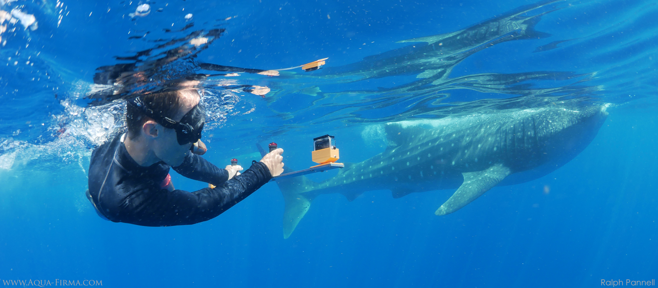 Measuring a Whale Shark length