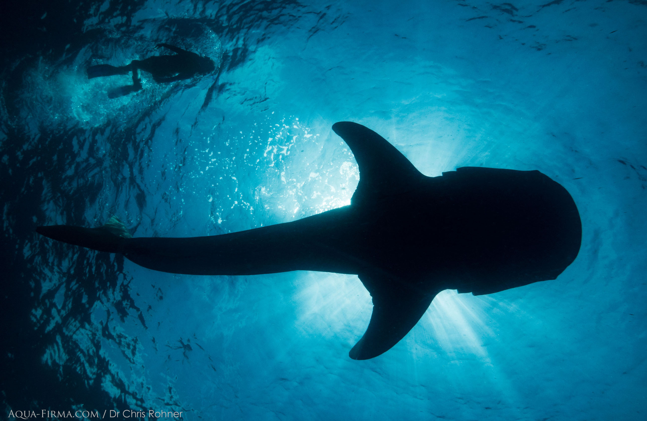 Swim Snorkel Whale Sharks Mexico Yucatan Isla Mujeres Cancun Dr Chris Rohner