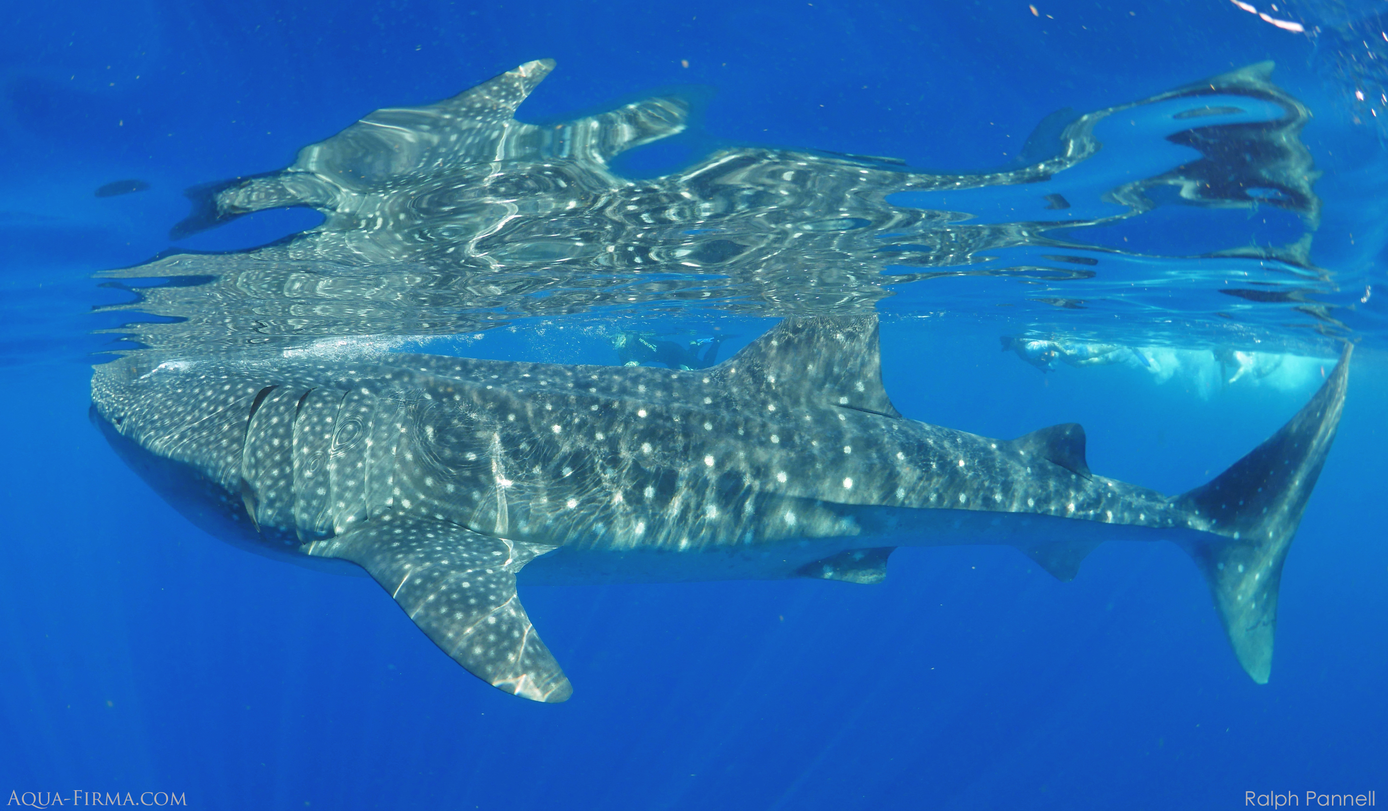Swim Snorkel Dive  with Whale Shark Mexico Isla Mujeres Cancun afuera